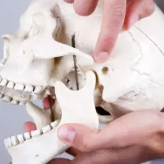 Palec wskazuje staw skroniowo żuchwowy na modelu czaszki.