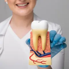 Dentystka w białym fartuchu pokazuje model zęba z widocznymi korzeniami.