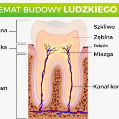Schemat budowy ludzkiego zęba: korona, szyjka, korzeń, szkliwo, zębina, dziąsło i miazga z kanałem korzenia.