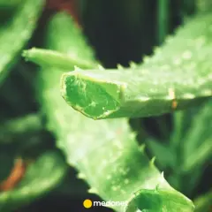 Świeże liście aloesu, idealne do naturalnych metod, jak stosować aloes na dziąsła.