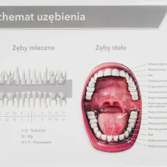 Schemat uzębienia pokazuje siekacze u człowieka, zarówno mleczne, jak i stałe, wraz z innymi zębami.